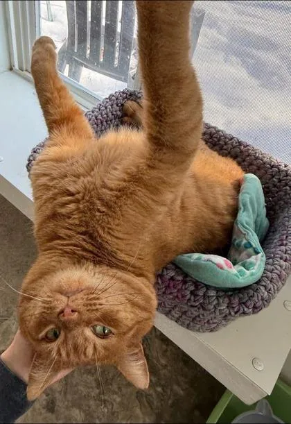 An adult medium-sized male Orange / Red Domestic Short Hair cat named Abel for adoption in Belleville, MI