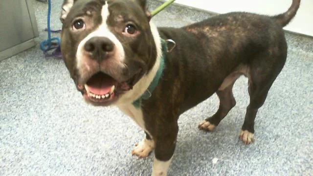 A young medium-sized male Pit Bull Terrier dog named Bo for adoption in Charlotte, NC