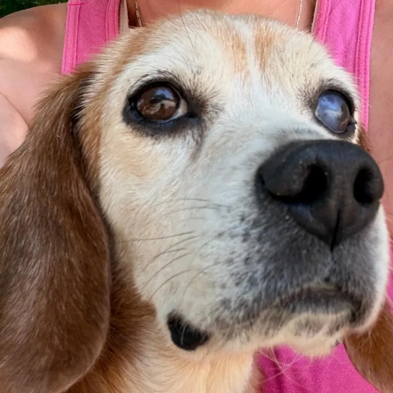 An adult small-sized female Tricolor (Brown, Black, & White) Beagle dog named Queenie for adoption in Saluda, VA