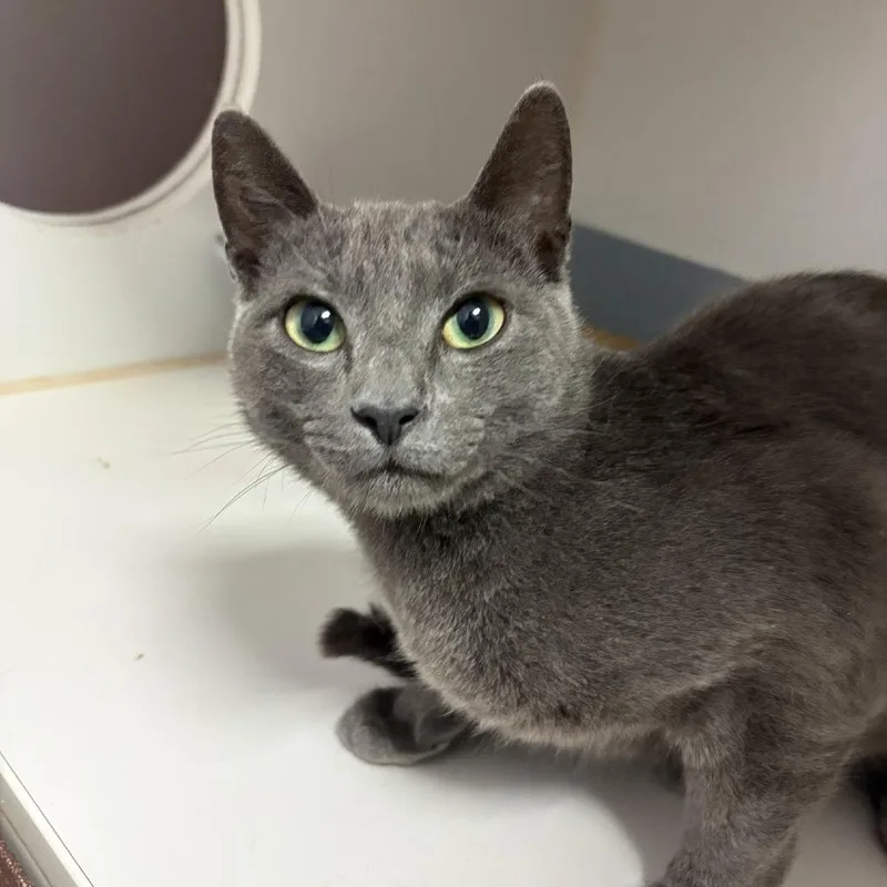 A young small-sized male Gray / Blue / Silver Domestic Short Hair cat named Brutus for adoption in Grass Valley, CA