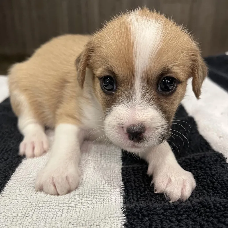 A baby small-sized female Shih Tzu dog named Mira for adoption in Brownsville, TX