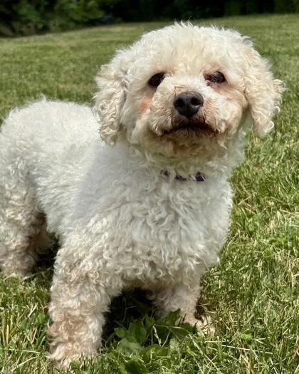 An adult small-sized female Bichon Frise dog named Victoria for adoption in Malvern, PA