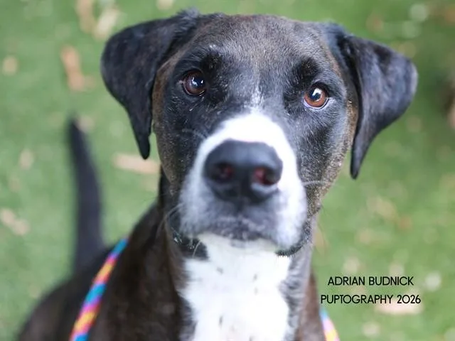 An adult medium-sized male Brindle Mixed Breed dog named Hugo for adoption in Nashville, TN