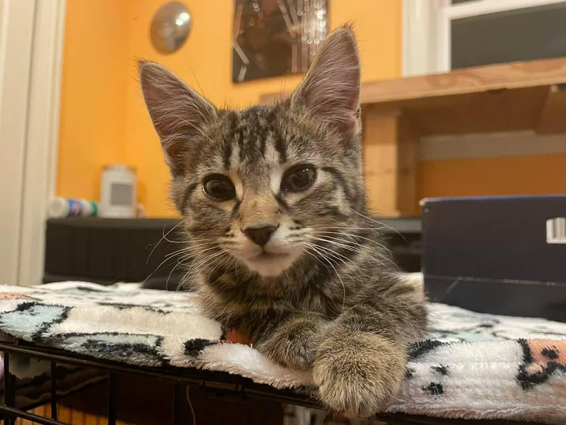 A baby medium-sized male Tabby (Brown / Chocolate) Domestic Short Hair cat named Ozzie for adoption in Chicago, IL
