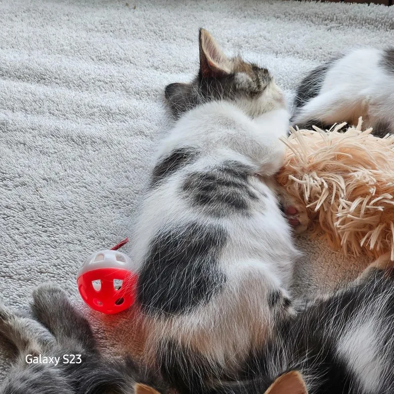 A baby small-sized female White Domestic Medium Hair cat named Spot for adoption in Webster, TX