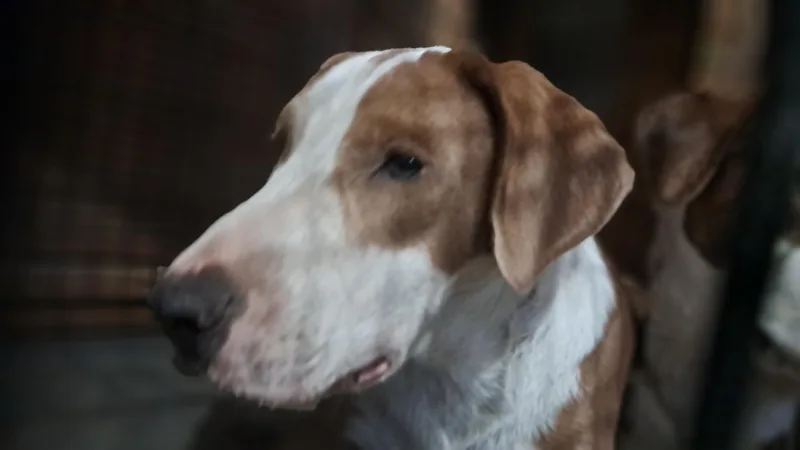 Bullseye thumbnail 3