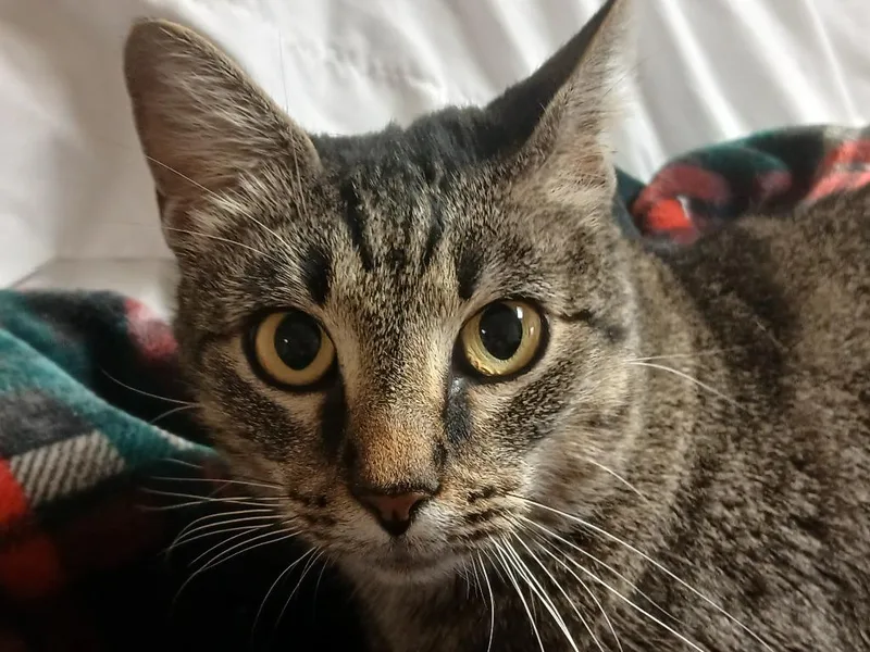 Meringue thumbnail 2