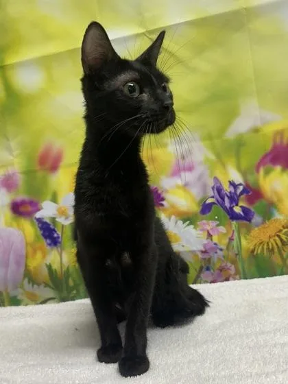 An adult medium-sized female Domestic Short Hair cat named Morticia for adoption in San Antonio, TX