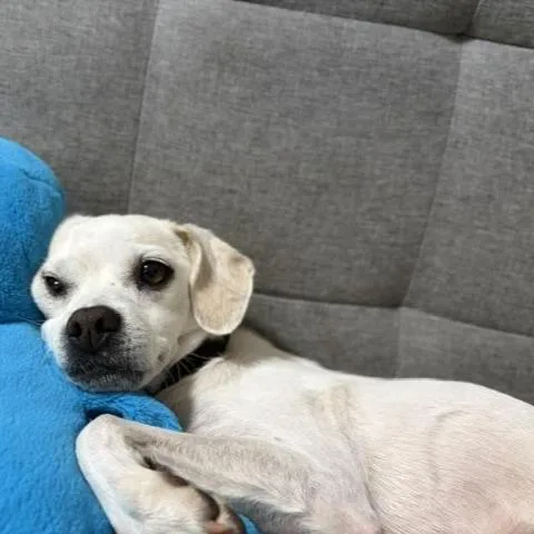 A senior small-sized female Chihuahua dog named Reba for adoption in Brooklyn, NY