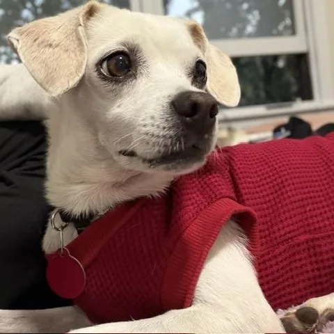 Reba thumbnail 3
