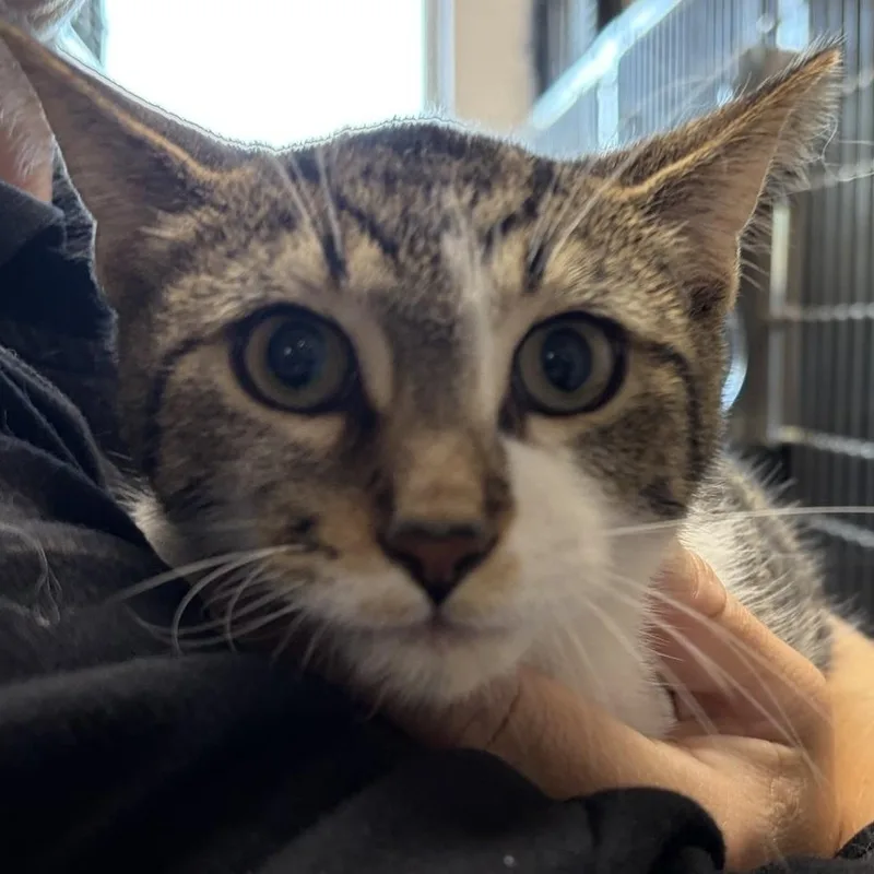 A young medium-sized male Brown / Chocolate Domestic Short Hair cat named Baltus for adoption in Allegan, MI