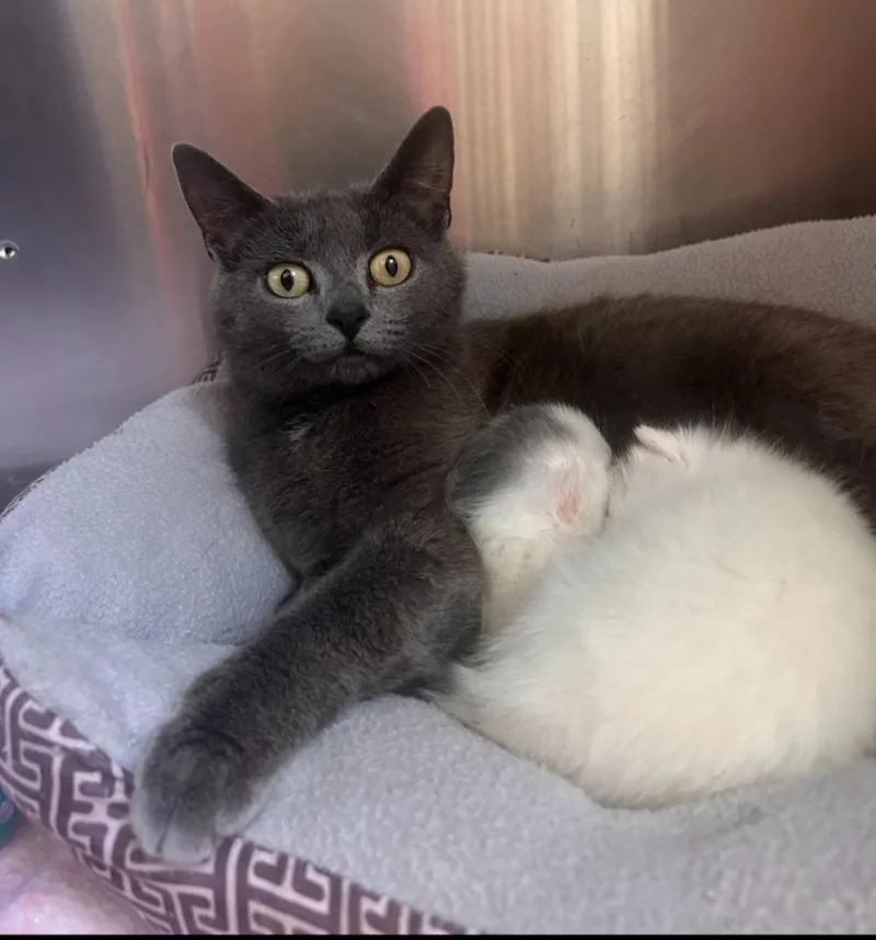 An adult medium-sized female Domestic Short Hair cat named Juicy for adoption in Camden, TN