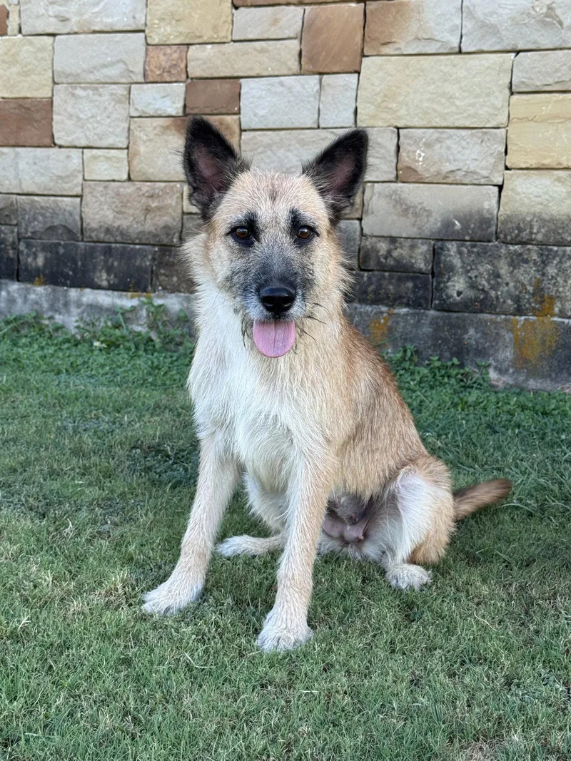 An adult medium-sized female Terrier dog named Sunnie for adoption in Helotes, TX