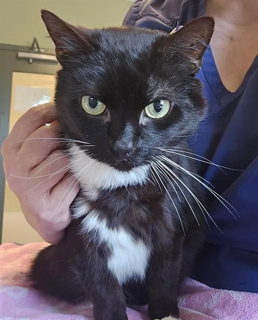 An adult large-sized male Black & White / Tuxedo Domestic Short Hair cat named Jay for adoption in Clyde, NC