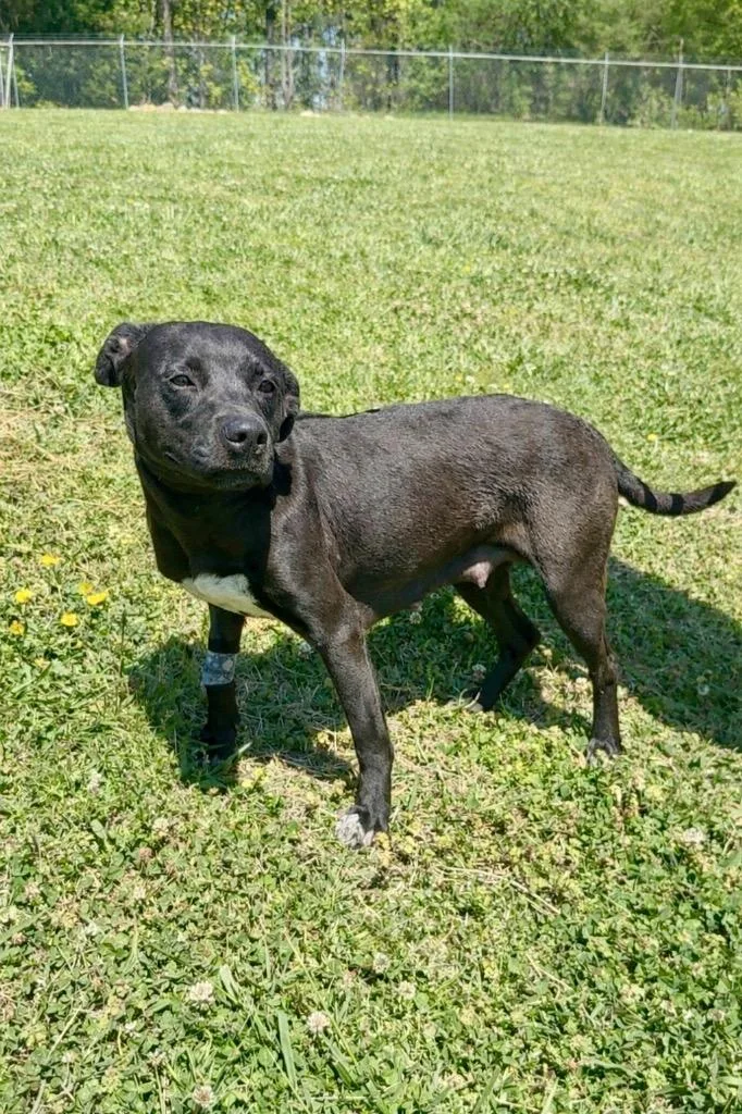 A young large-sized female Pit Bull Terrier dog named Athens for adoption in Chickamauga , GA