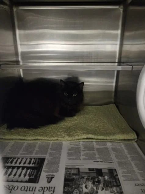 An adult large-sized female Domestic Long Hair cat named Chia for adoption in Chatsworth, CA