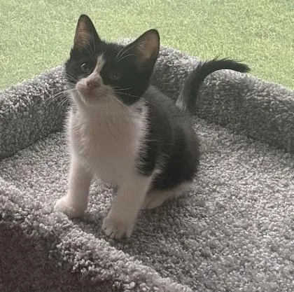 A baby medium-sized male Domestic Short Hair cat named Po for adoption in Port Republic, MD