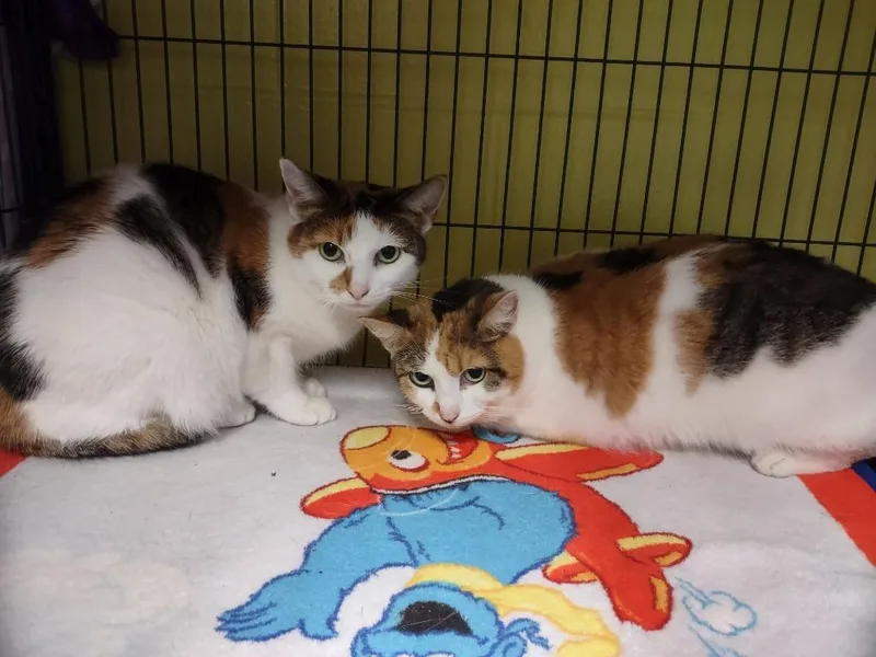An adult medium-sized female Domestic Short Hair cat named Ashflea Olsen  Hairy for adoption in Hamilton, OH