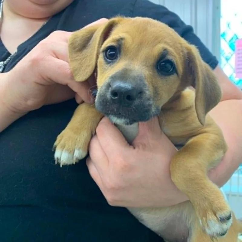 A baby medium-sized female Hound dog named Molly for adoption in Danbury, CT