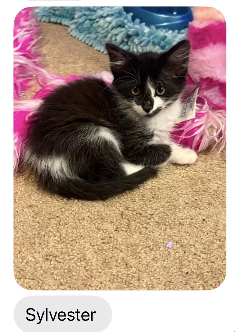 A young medium-sized male Black & White / Tuxedo Domestic Medium Hair cat named Sylvester for adoption in Woodstock, GA