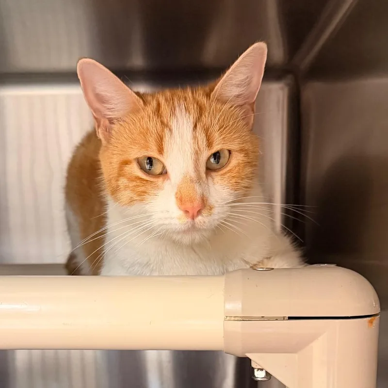An adult medium-sized female Orange / Red Domestic Short Hair cat named Mango for adoption in Indianapolis, IN