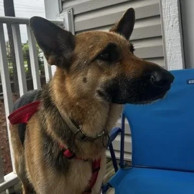 An adult large-sized male Bicolor German Shepherd Dog dog named Jax for adoption in Roswell, GA