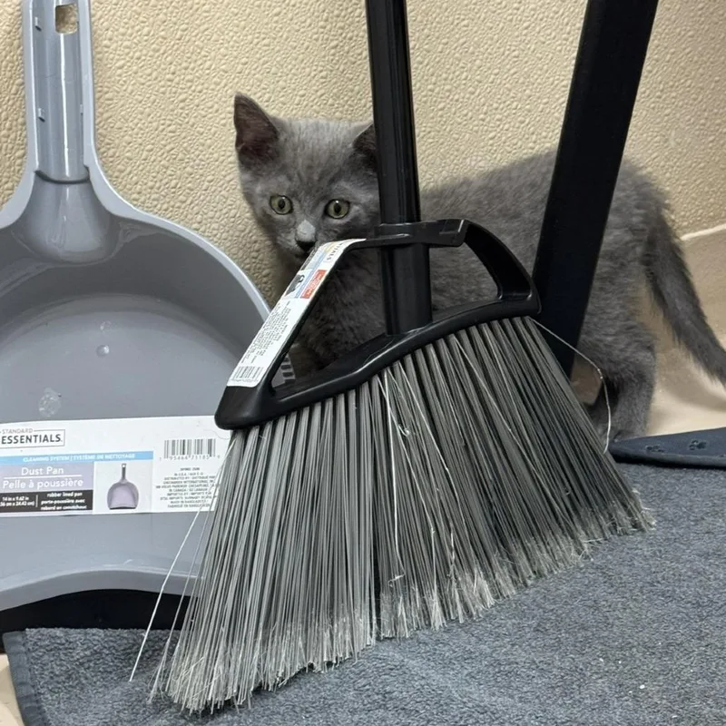 A baby small-sized female Gray / Blue / Silver Domestic Short Hair cat named Ray for adoption in Mebane, NC