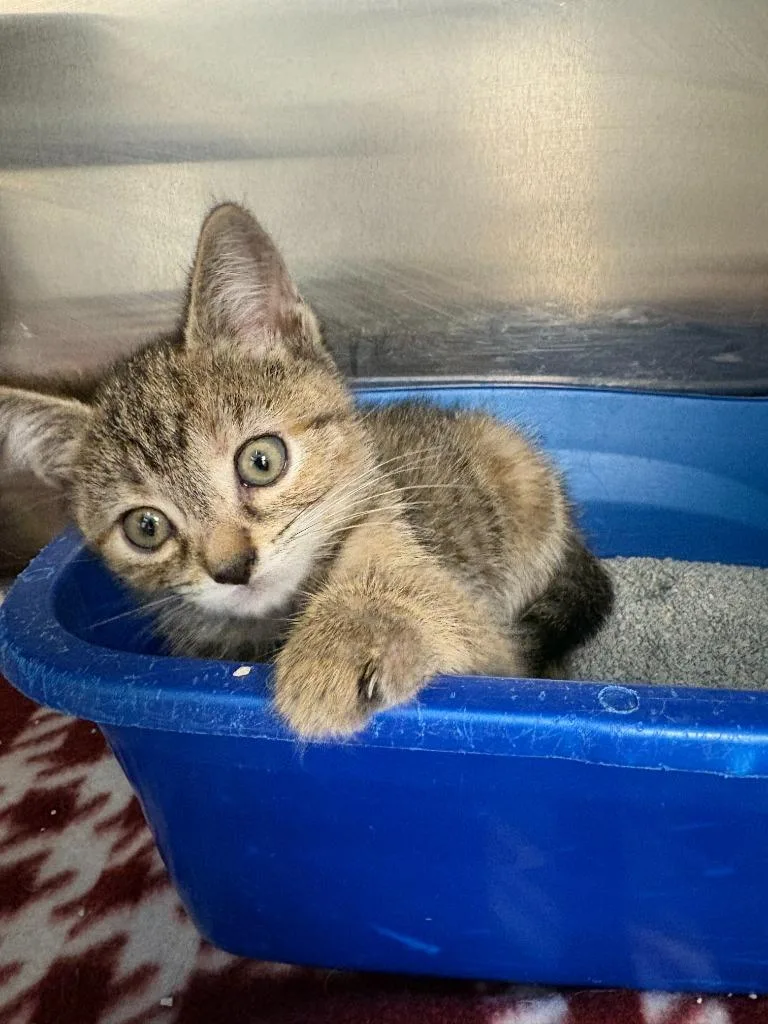 A baby small-sized female Domestic Short Hair cat named Tengu for adoption in New Kensington, PA