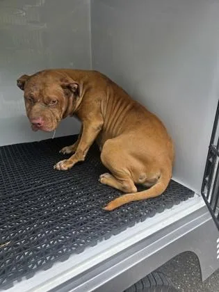An adult medium-sized female Pit Bull Terrier dog named Maisie for adoption in Gastonia, NC