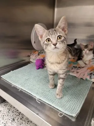 A baby small-sized male Domestic Short Hair cat named Justin for adoption in Fergus Falls, MN