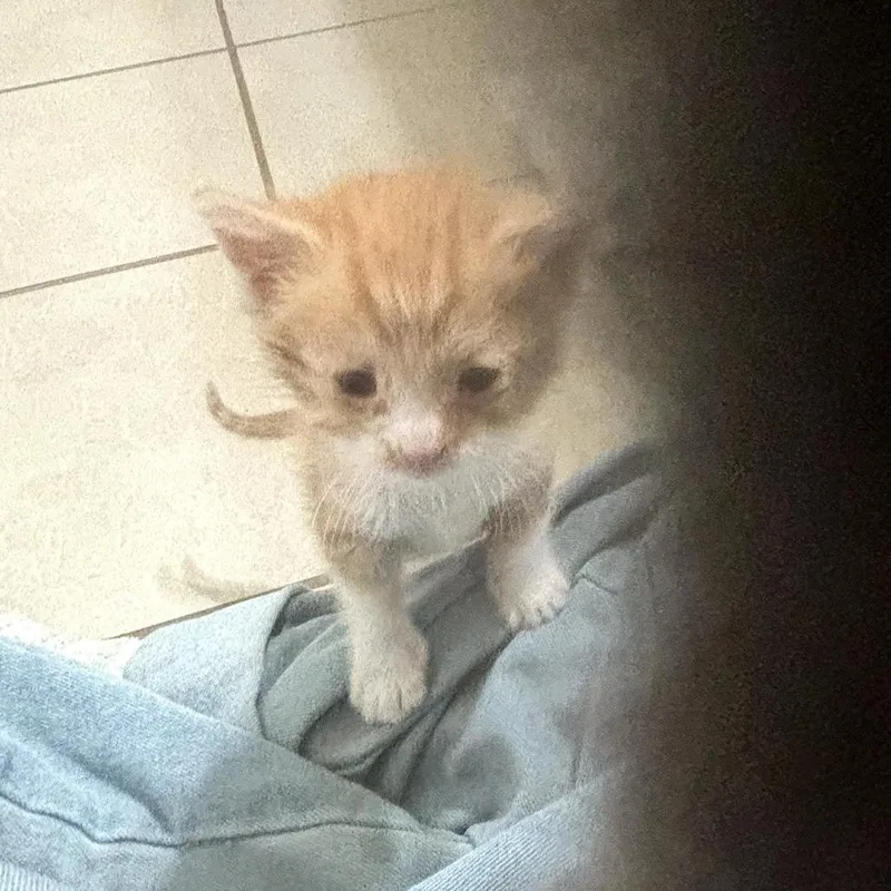 A baby small-sized male Orange / Red Domestic Short Hair cat named Tito for adoption in Long Beach, CA