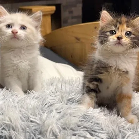 Peaches & Mango thumbnail 2