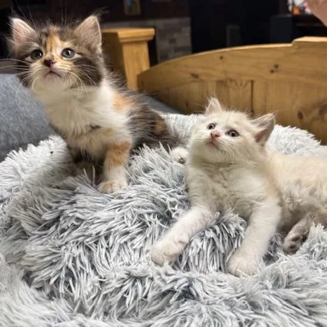 Peaches & Mango thumbnail 3