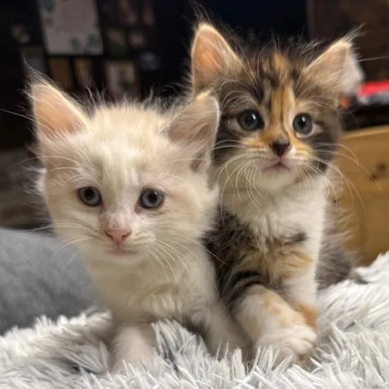 Peaches & Mango thumbnail 4