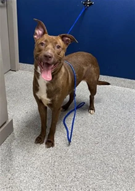 A young large-sized female Pit Bull Terrier dog named Koda for adoption in Pasadena, TX