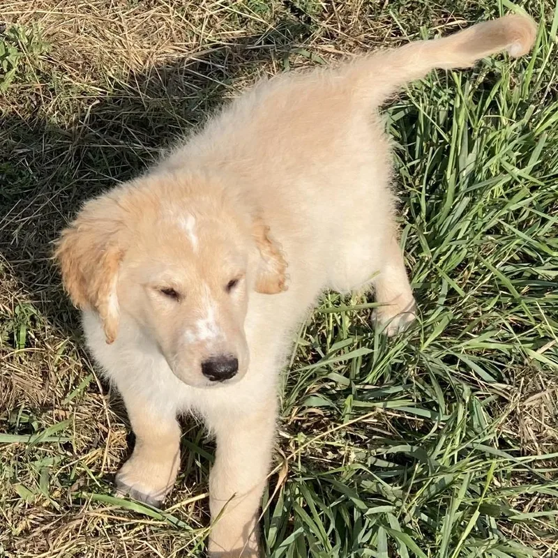 A baby large-sized male Yellow / Tan / Blond / Fawn Poodle dog named Joey for adoption in Grand Rapids, MN
