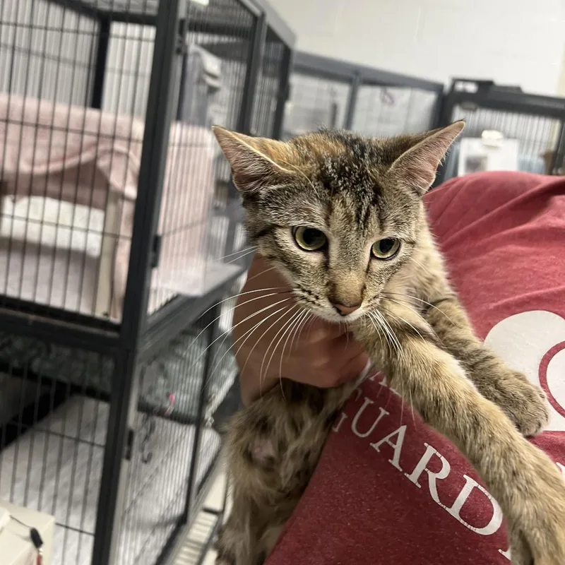 An adult medium-sized female Brown / Chocolate Domestic Short Hair cat named Puddlec for adoption in East Saint Louis, IL