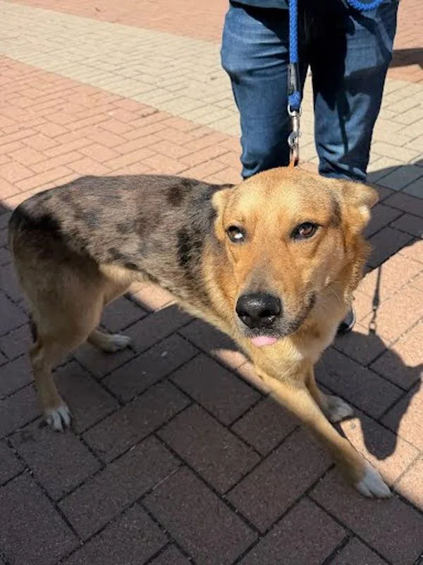 An adult large-sized male German Shepherd Dog dog named Pooka for adoption in Austin, TX