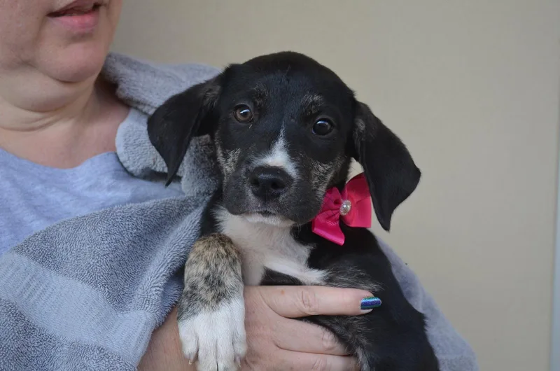 A baby large-sized female Labrador Retriever dog named Brazos for adoption in McKinney, TX