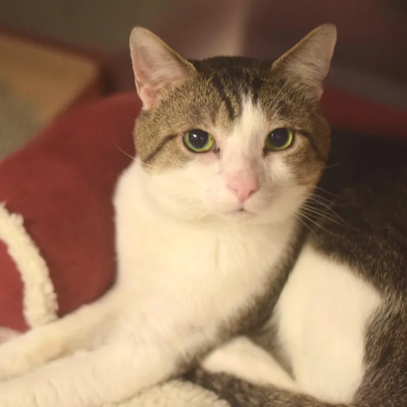 An adult medium-sized male Brown / Chocolate Domestic Short Hair cat named Pastrami for adoption in Belleville, IL