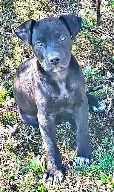 A baby medium-sized female Black Labrador Retriever dog named Finley Famous for adoption in Andover, MA