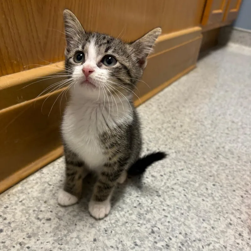 A baby small-sized female Brown / Chocolate Domestic Short Hair cat named Johnny for adoption in North Branford, CT