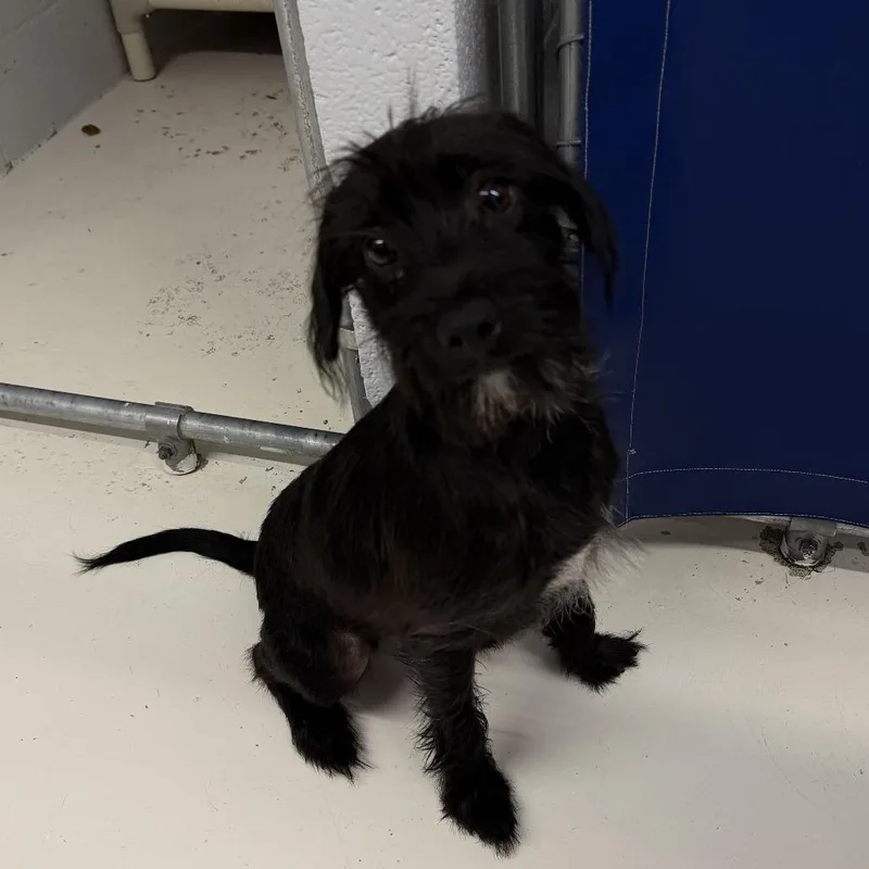 A young small-sized male Terrier dog named Charlie for adoption in Delaware, OH
