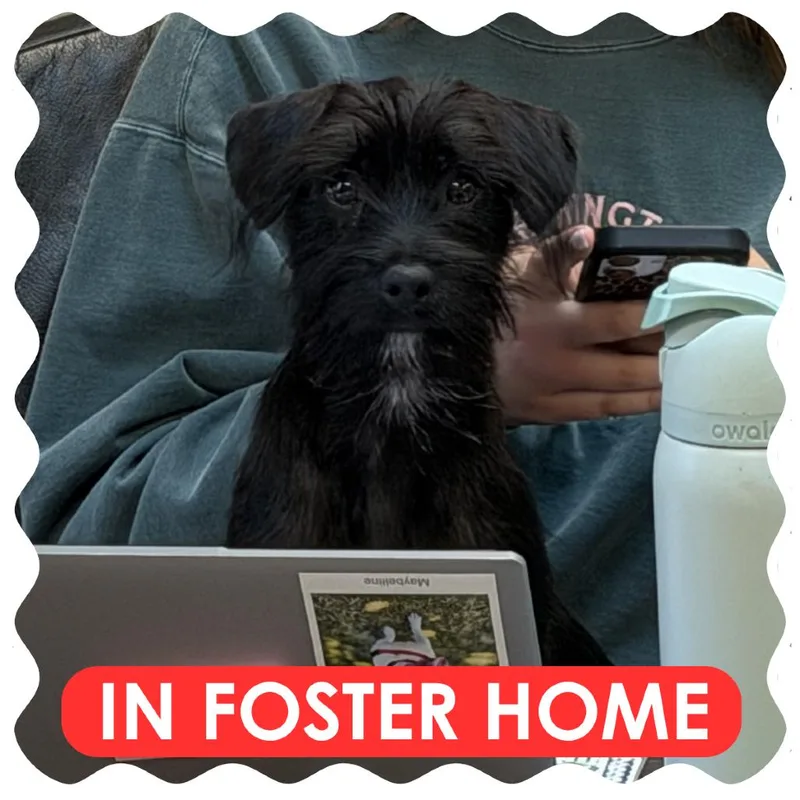 Charlie thumbnail 3