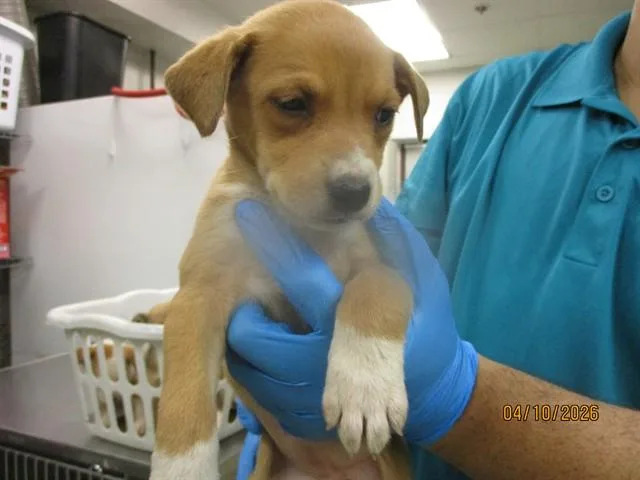 A young small-sized female Terrier dog named Lola Jean for adoption in Oklahoma City, OK