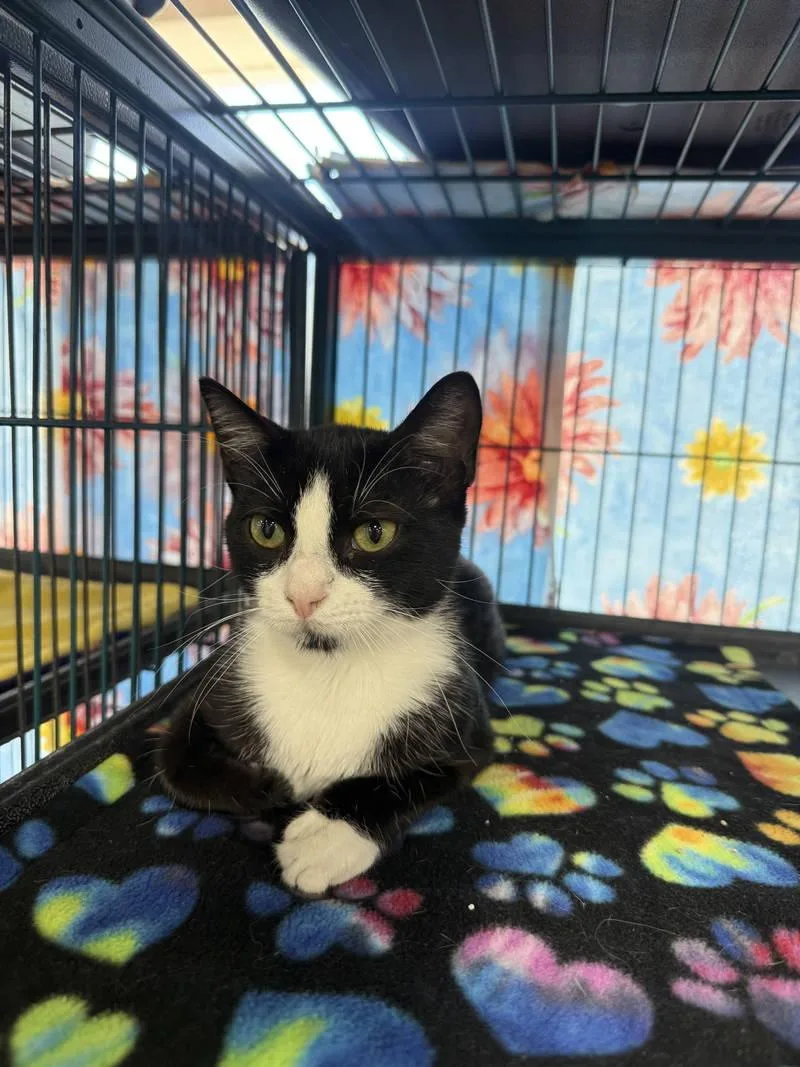 A baby medium-sized female Black & White / Tuxedo Domestic Short Hair cat named Sweet Pea for adoption in Jacksonville, FL