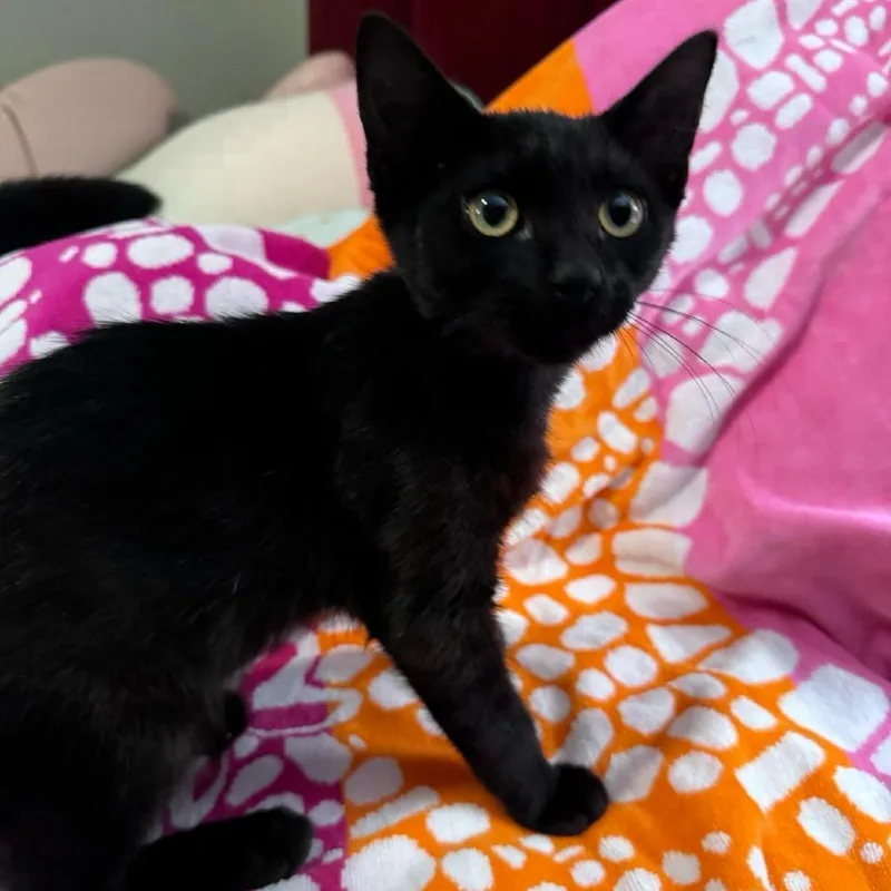 Hei Hei thumbnail 4