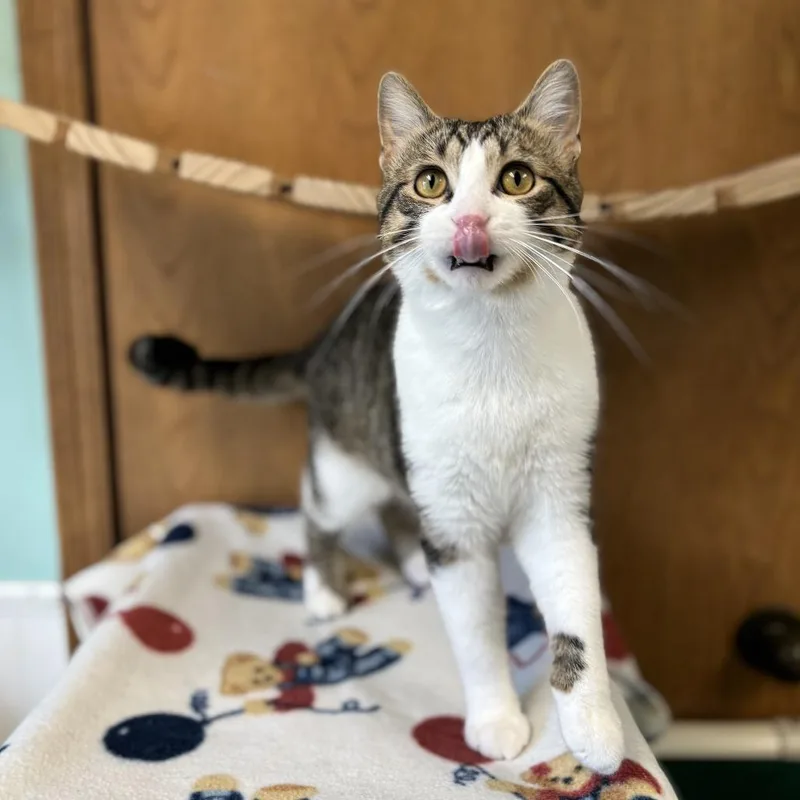 An adult medium-sized male Brown / Chocolate Domestic Short Hair cat named Andre for adoption in Fargo, ND
