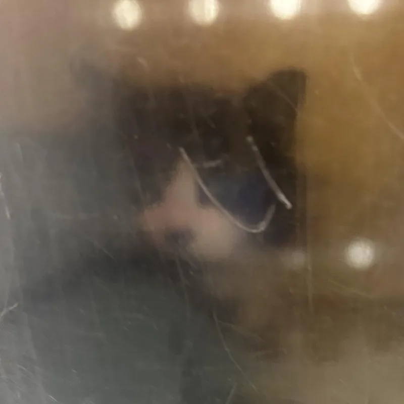 An adult medium-sized female Black Domestic Short Hair cat named Pookie Bear for adoption in Philadelphia, PA