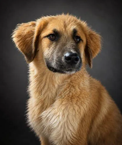 A young small-sized male Great Pyrenees dog named McCormick for adoption in Bowling Green, KY